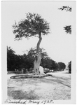 Church Oak in New Braunfels, Texas by Seidel Studio