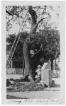 Church Oak in New Braunfels, Texas by Seidel Studio