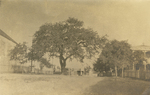 Church Oak in New Braunfels, Texas