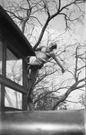 A man hanging from the side of a tree by Basil Clemons 1887-1964