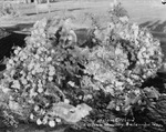 Grave of Sam Orchard by Basil Clemons 1887-1964