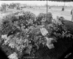 Mr. Hitchcock's grave by Basil Clemons 1887-1964