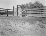 Rodeos, 1922-1947, undated by Basil Clemons 1887-1964