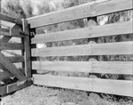 Rodeos, 1922-1947, undated by Basil Clemons 1887-1964