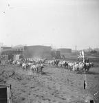 Several teams of horses some pulling circus wagons near the railroad tracks by Basil Clemons 1887-1964