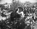 Women (Candid portraits), 1925-1947, undated by Basil Clemons 1887-1964