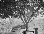 Portrait of a woman in a tree by Basil Clemons 1887-1964