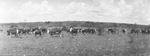 A herd of cattle in a pasture by Basil Clemons 1887-1964