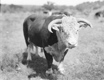 A bull standing in a pasture by Basil Clemons 1887-1964