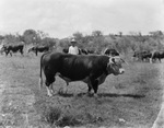 A man with a herd of cattle by Basil Clemons 1887-1964