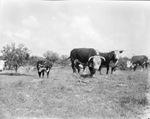 A herd of cattle in a pasture by Basil Clemons 1887-1964