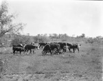 A herd of cattle in a pasture by Basil Clemons 1887-1964