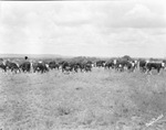 A herd of cattle in a pasture by Basil Clemons 1887-1964