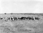 A herd of cattle in a pasture by Basil Clemons 1887-1964