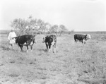 A man and three cattle in a pasture by Basil Clemons 1887-1964