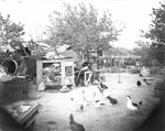 A group of chickens and other fowl eating in a courtyard by Basil Clemons 1887-1964