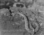 A Texas diamondback, one of the 3,000 caught by Stephens County rattlesnake hunters headed by P. C. Walker of Breckenridge by Basil Clemons 1887-1964