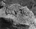 A rattlesnake being held on a rock by Basil Clemons 1887-1964