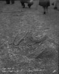 Copperhead and diamondback rattlers, Swenson Ranch, Breckenridge, Texas by Basil Clemons 1887-1964