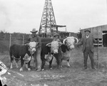 Three best bull of the Show - Gist Hereford Farms by Basil Clemons 1887-1964