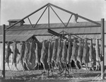 1935 hunting trip - 17 deer - 128 points from Mason County, Texas by Basil Clemons 1887-1964