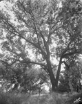 A canopy of trees by Basil Clemons 1887-1964