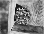 Bees and a honeycomb by Basil Clemons 1887-1964