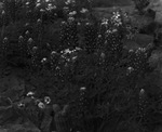 Bluebonnets by Basil Clemons 1887-1964