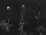 Bluebonnets by Basil Clemons 1887-1964