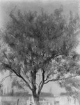 A Mesquite tree by Basil Clemons 1887-1964