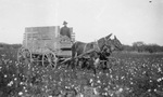 Man driving a wagon through a cotton field by Basil Clemons 1887-1964