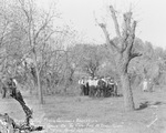 Brazos Valley Pecan Growers Association by Basil Clemons 1887-1964