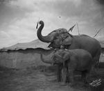 Elephant handler with two elephants, circus tent in background, Breckenridge, Texas by Basil Clemons 1887-1964