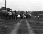 Elephants from a circus parade, Breckenridge, Texas by Basil Clemons 1887-1964