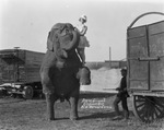 Irene Grizzell, elephant act, Al G. Barnes Circus by Basil Clemons 1887-1964