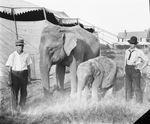 Handlers and two elephants by Basil Clemons 1887-1964