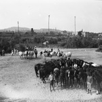 Circus performing horses and handlers by Basil Clemons 1887-1964