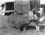 Circus performer with a hippopotamus by Basil Clemons 1887-1964