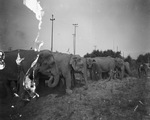 Elephants and handlers by Basil Clemons 1887-1964