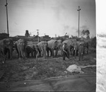 Circus elephants and handlers by Basil Clemons 1887-1964