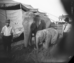 Two elephants and their handlers by Basil Clemons 1887-1964