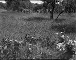 A field of wildflowers, cactus, and trees; no location identified; Breckenridge, Texas by Basil Clemons 1887-1964