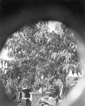 Peach tree with ripe peaches on the branches, photographed through a hole in a fence; no location specified; Breckenridge, Texas by Basil Clemons 1887-1964