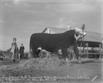 Grand Champion Bull, DominoLad, Stephens County Products Show by Basil Clemons 1887-1964