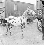 Circus; spotted mule "Mexico," with the H. W. Campbell Shows, Breckenridge, Texas by Basil Clemons 1887-1964