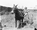 Circus; little person dressed like a clown riding a carriage pulled by a mule, Breckenridge, Texas by Basil Clemons 1887-1964