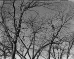 A man perched high in a tree by Basil Clemons 1887-1964