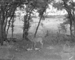 A deer near garbage under trees near a picnic table by Basil Clemons 1887-1964