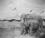 Jingo and Toney, Robbins Brothers Circus elephants, Breckenridge, Texas by Basil Clemons 1887-1964