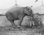 Circus: C. H. Baudendistel, elephant educator, Breckenridge, Texas by Basil Clemons 1887-1964